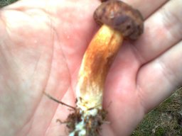 Waldpilze &raquo; Bilder verschiedener Waldpilze